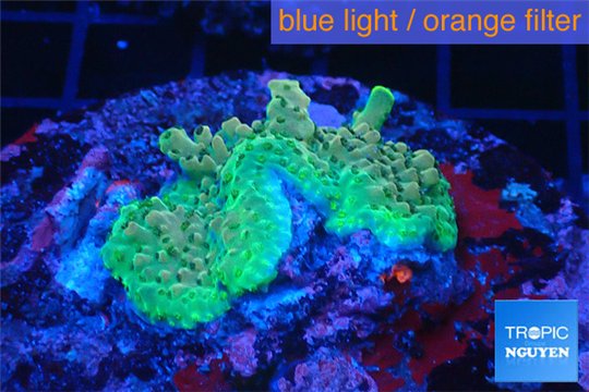 Acropora green base rock Indonesia 3-4 cm WYSIWYG acclimaté