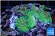 Acropora green base rock Indonesia 3-4 cm WYSIWYG acclimaté