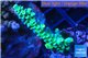 Acropora tenuis green purple 3-4 cm WYSIWYG acclimaté