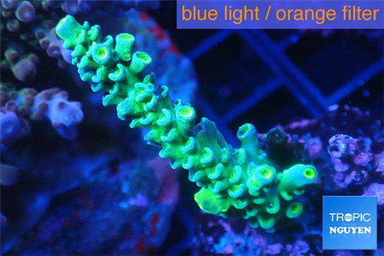 Acropora tenuis green purple 3-4 cm WYSIWYG acclimaté