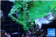 Acropora tenuis green purple 3-4 cm WYSIWYG acclimaté