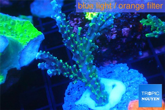 Acropora joker 4-6 cm WYSIWYG acclimaté