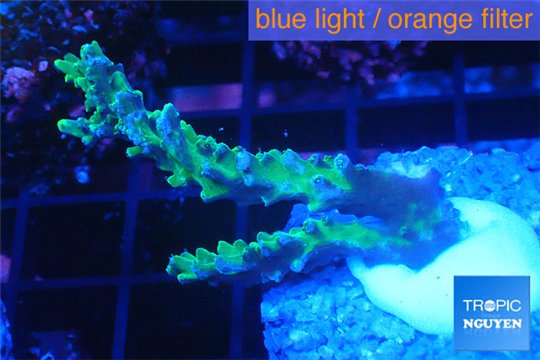Acropora joker 4-6 cm WYSIWYG acclimaté