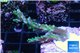 Acropora joker 4-6 cm WYSIWYG acclimaté