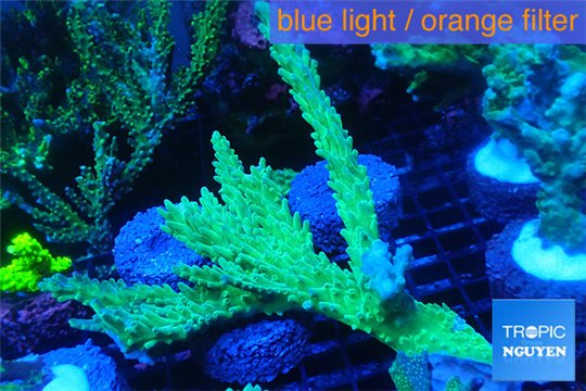 Acropora joker 5-7 cm WYSIWYG acclimaté