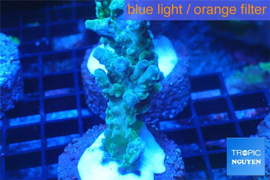 Acropora green purple 4-5 cm WYSIWYG acclimaté