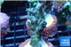 Acropora green purple 4-5 cm WYSIWYG acclimaté