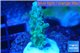 Acropora green purple 4-5 cm WYSIWYG acclimaté