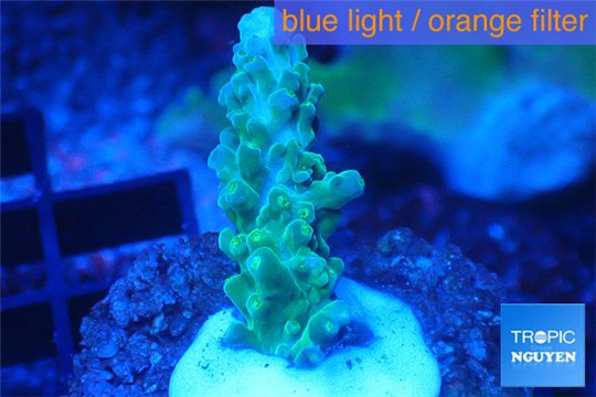 Acropora green purple 4-5 cm WYSIWYG acclimaté