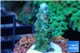 Acropora green purple 4-5 cm WYSIWYG acclimaté