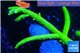 Acropora full neon green 10-15 cm WYSIWYG acclimaté
