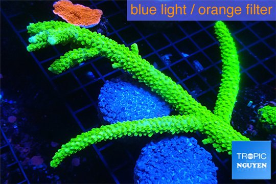 Acropora full neon green 10-15 cm WYSIWYG acclimaté