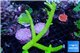 Acropora full neon green 10-15 cm WYSIWYG acclimaté