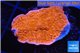 Montipora red cap 3-4 cm WYSIWYG acclimaté