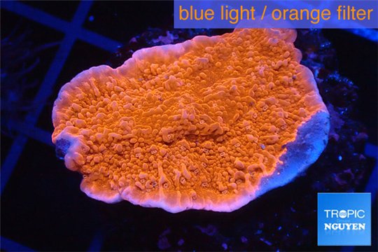 Montipora red cap 3-4 cm WYSIWYG acclimaté