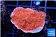 Montipora red cap 3-4 cm WYSIWYG acclimaté