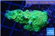 Acropora green purple 3-4 cm WYSIWYG acclimaté