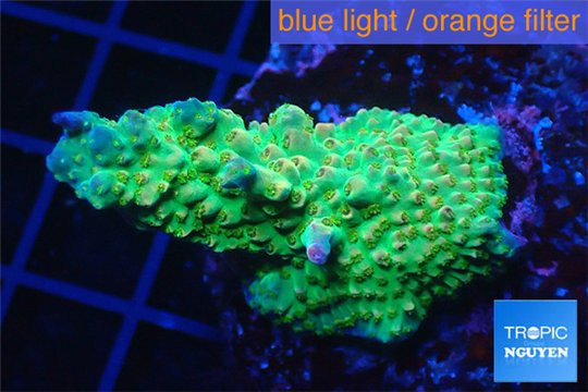 Acropora green purple 3-4 cm WYSIWYG acclimaté