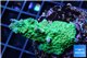 Acropora green purple 3-4 cm WYSIWYG acclimaté