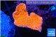 Montipora red cap 2-3 cm WYSIWYG acclimaté