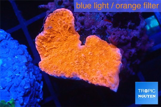 Montipora red cap 2-3 cm WYSIWYG acclimaté