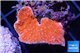 Montipora red cap 2-3 cm WYSIWYG acclimaté