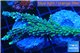 Acropora joker frag 5-7 cm WYSIWYG acclimaté