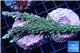 Acropora joker frag 5-7 cm WYSIWYG acclimaté