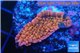 Montipora red purple polyps 2-3 cm WYSIWYG acclimaté