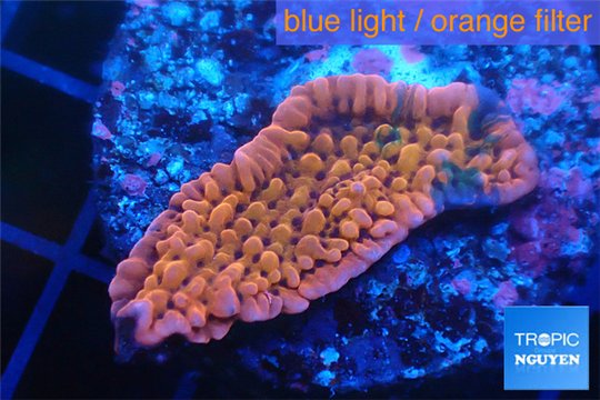 Montipora red purple polyps 2-3 cm WYSIWYG acclimaté