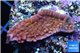 Montipora red purple polyps 2-3 cm WYSIWYG acclimaté