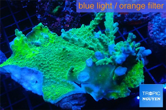 Acropora green ice 9-14 cm WYSIWYG acclimaté