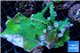 Acropora green ice 9-14 cm WYSIWYG acclimaté