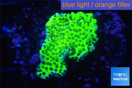 Montipora green & purple polyps 2-4 cm WYSIWYG acclimaté