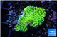 Montipora green & purple polyps 2-4 cm WYSIWYG acclimaté