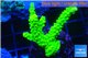 Acropora full neon green 3-4 cm WYSIWYG acclimaté