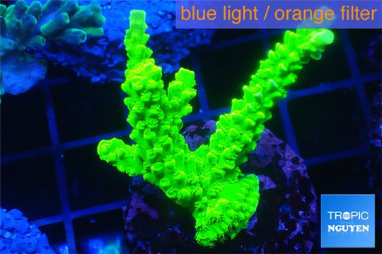 Acropora full neon green 3-4 cm WYSIWYG acclimaté