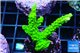 Acropora full neon green 3-4 cm WYSIWYG acclimaté