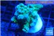 Acropora green & blue tip 4-6 cm WYSIWYG acclimaté