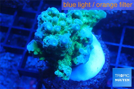 Acropora green & blue tip 4-6 cm WYSIWYG acclimaté