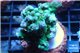 Acropora green & blue tip 4-6 cm WYSIWYG acclimaté