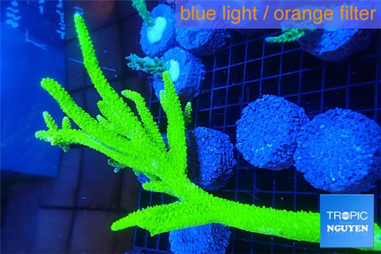 Acropora full neon green 10-15 cm WYSIWYG acclimaté