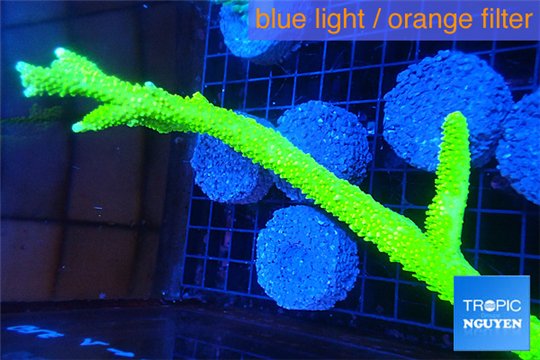 Acropora full neon green 10-15 cm WYSIWYG acclimaté