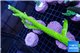Acropora full neon green 10-15 cm WYSIWYG acclimaté