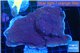 Montipora purple cap 8-11 cm WYSIWYG acclimaté