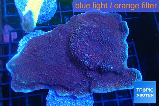 Montipora purple cap 8-11 cm WYSIWYG acclimaté