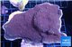 Montipora purple cap 8-11 cm WYSIWYG acclimaté
