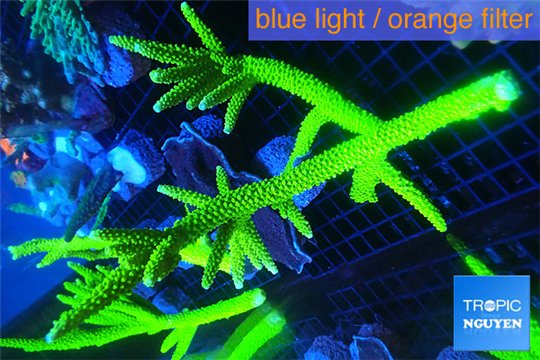 Acropora full neon green 15-20 cm WYSIWYG acclimaté