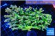 Acropora premium deep water 14-17 cm WYSIWYG acclimaté