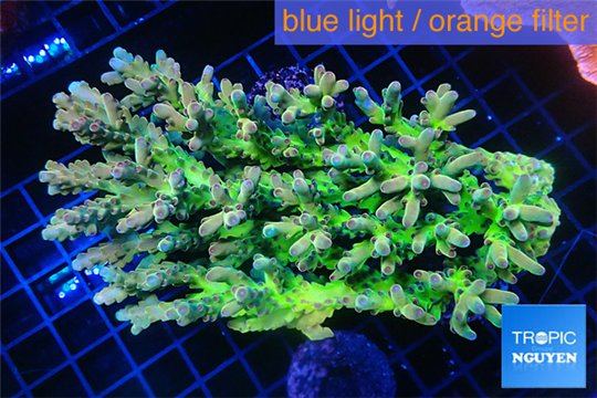 Acropora premium deep water 14-17 cm WYSIWYG acclimaté